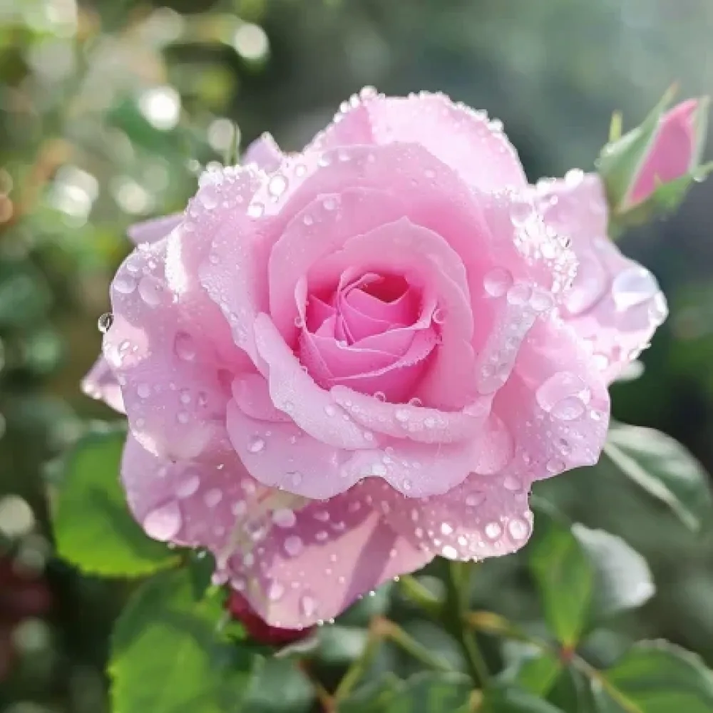 Růže Pink Benedict – prostokořenná