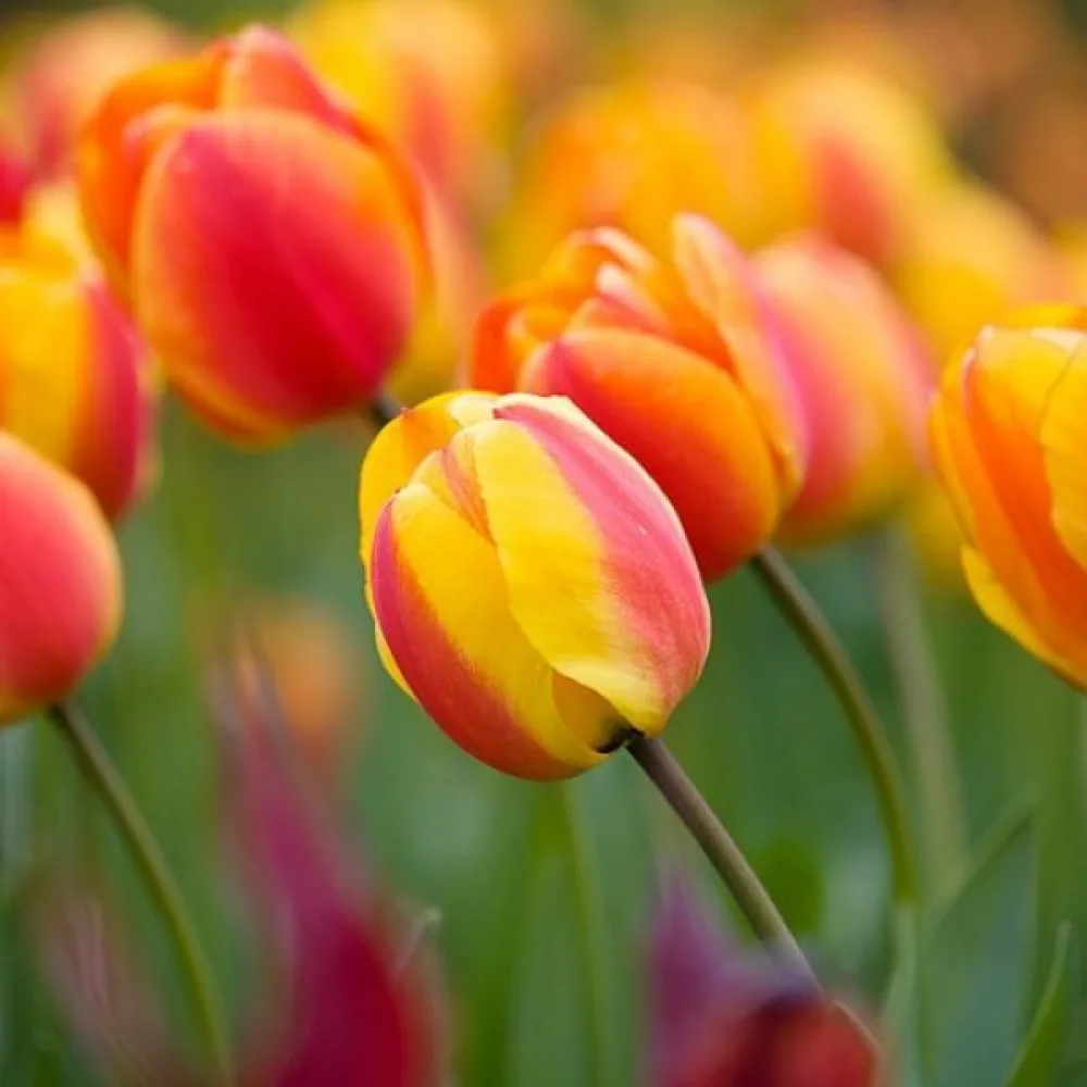 Tulipán Apeldoorns elite (oranžový)
