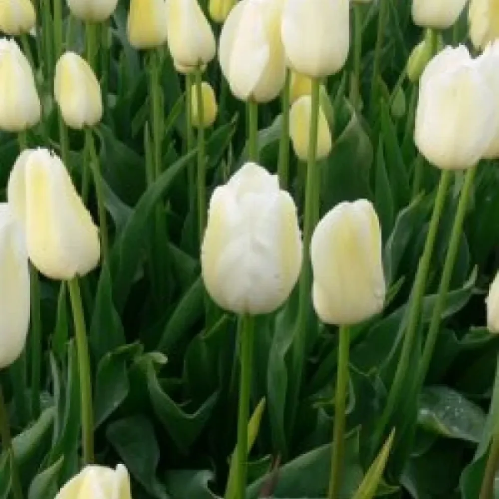 Tulipán City of vancouver (krémový)