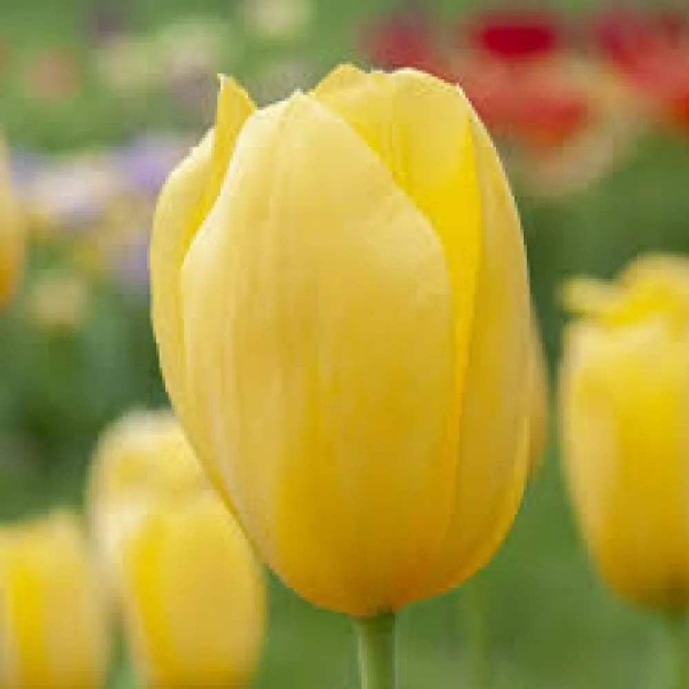 Tulipán Hella Lights (oranžový)