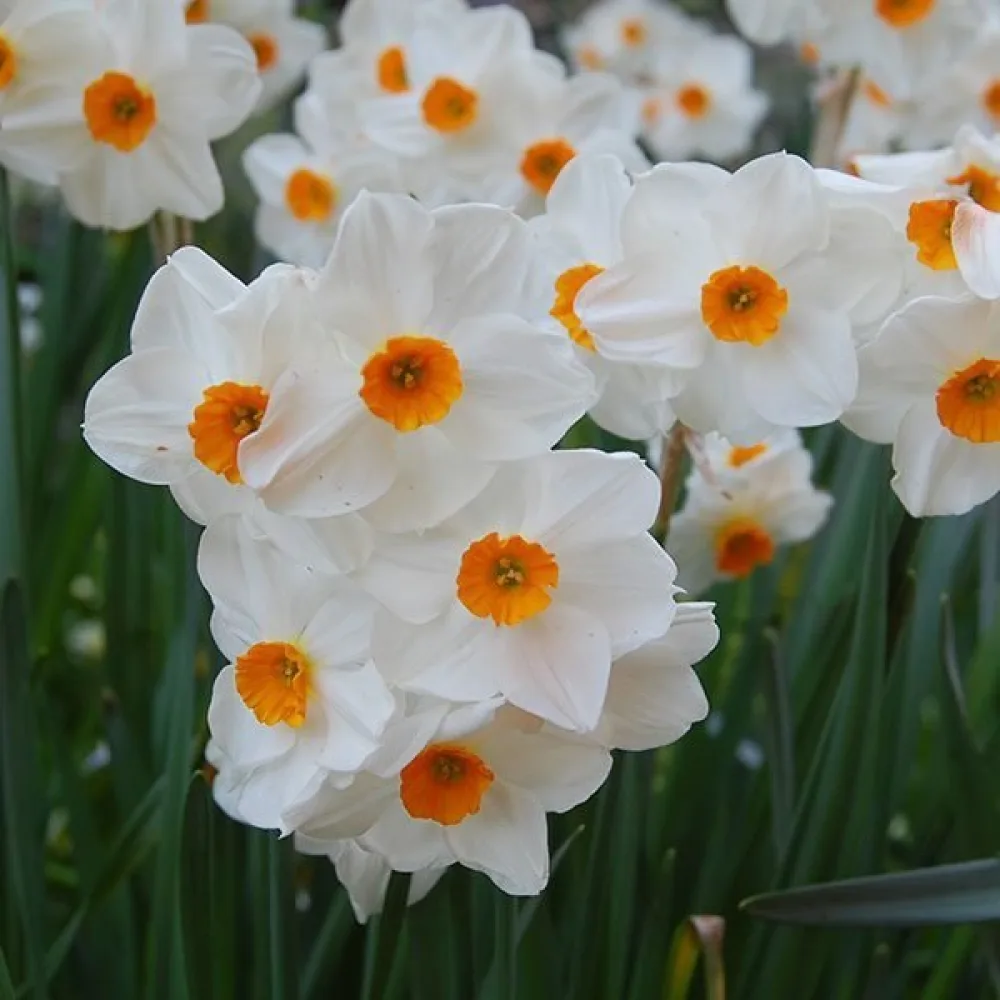 Narcis Geranium (oranžový)