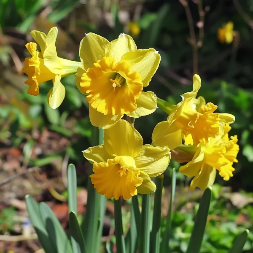 Narcis Quaill (žlutý)