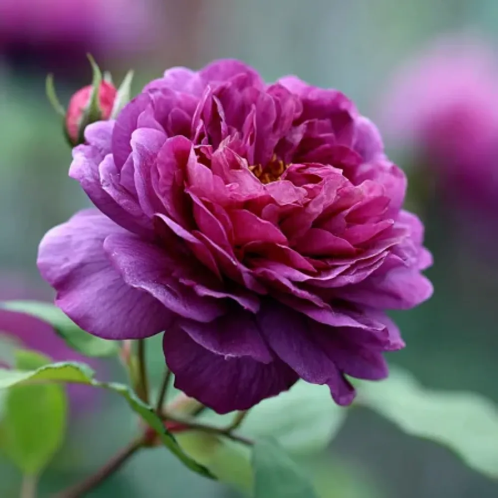 Růže Purple Harmony – prostokořenná