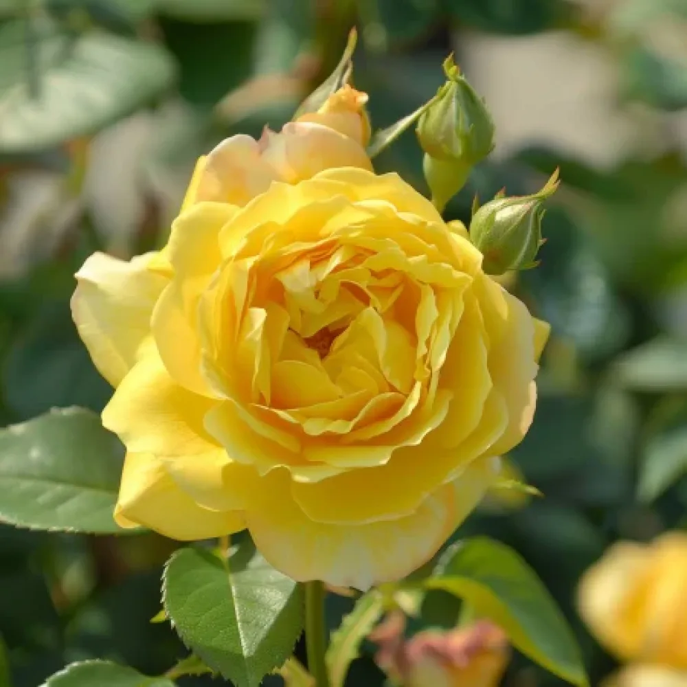 Růže Citrus Harmony – prostokořenná