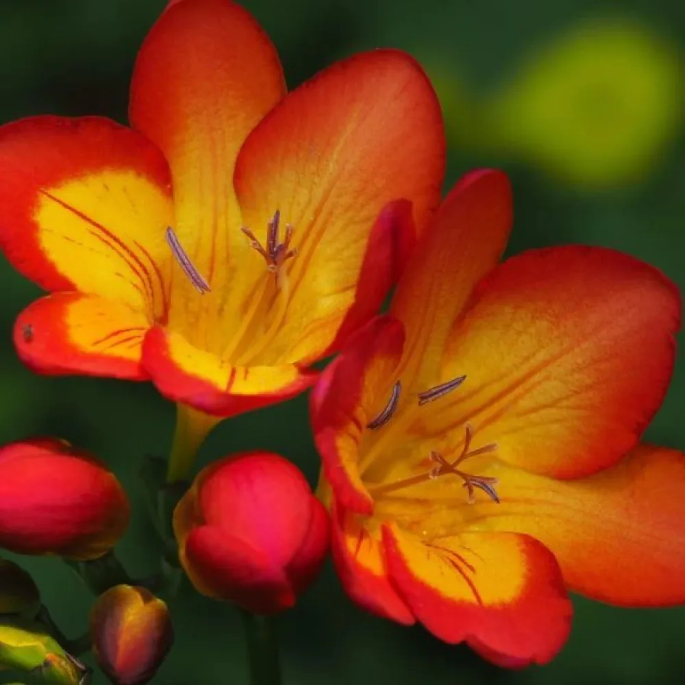 Frézie Orange single (oranžová)