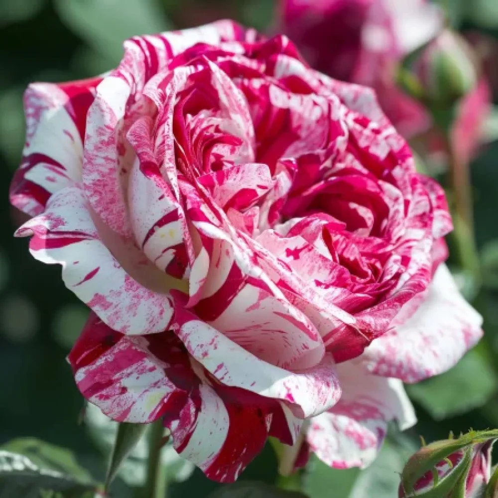 Růže Magenta Dream – prostokořenná