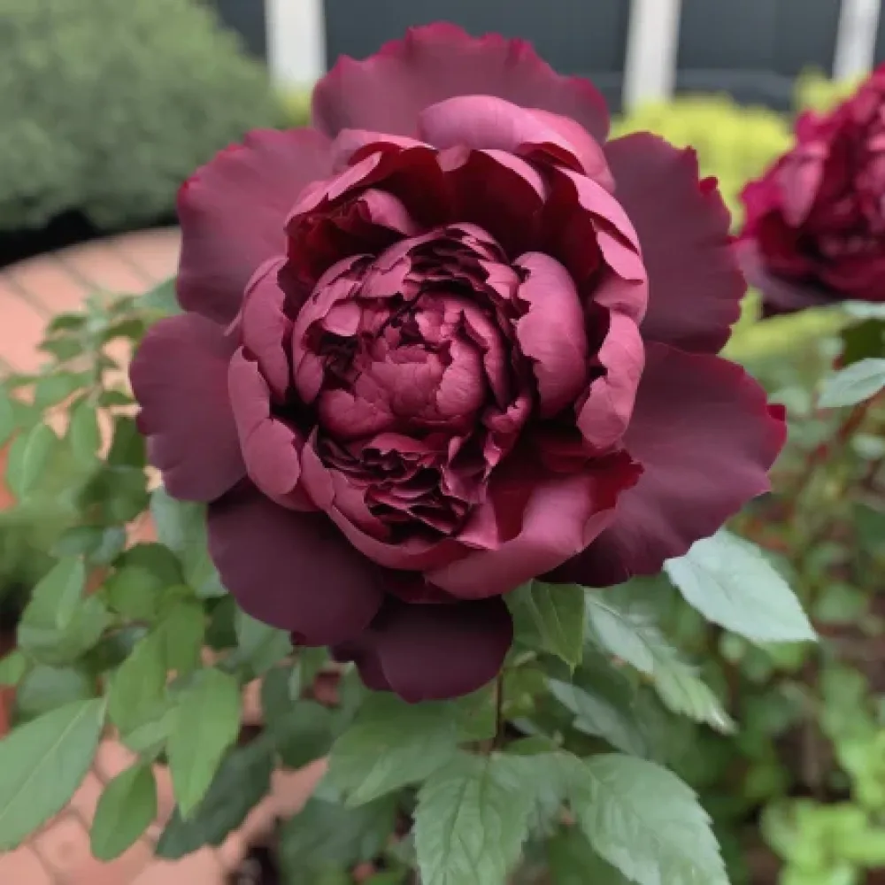 Růže Dark Ambrosia – prostokořenná