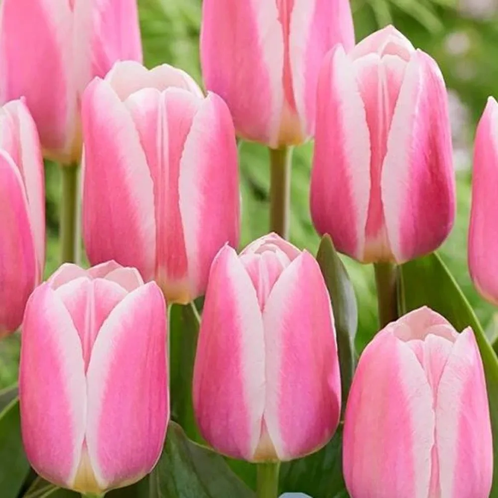Tulipán Mandy Choice (růžový)