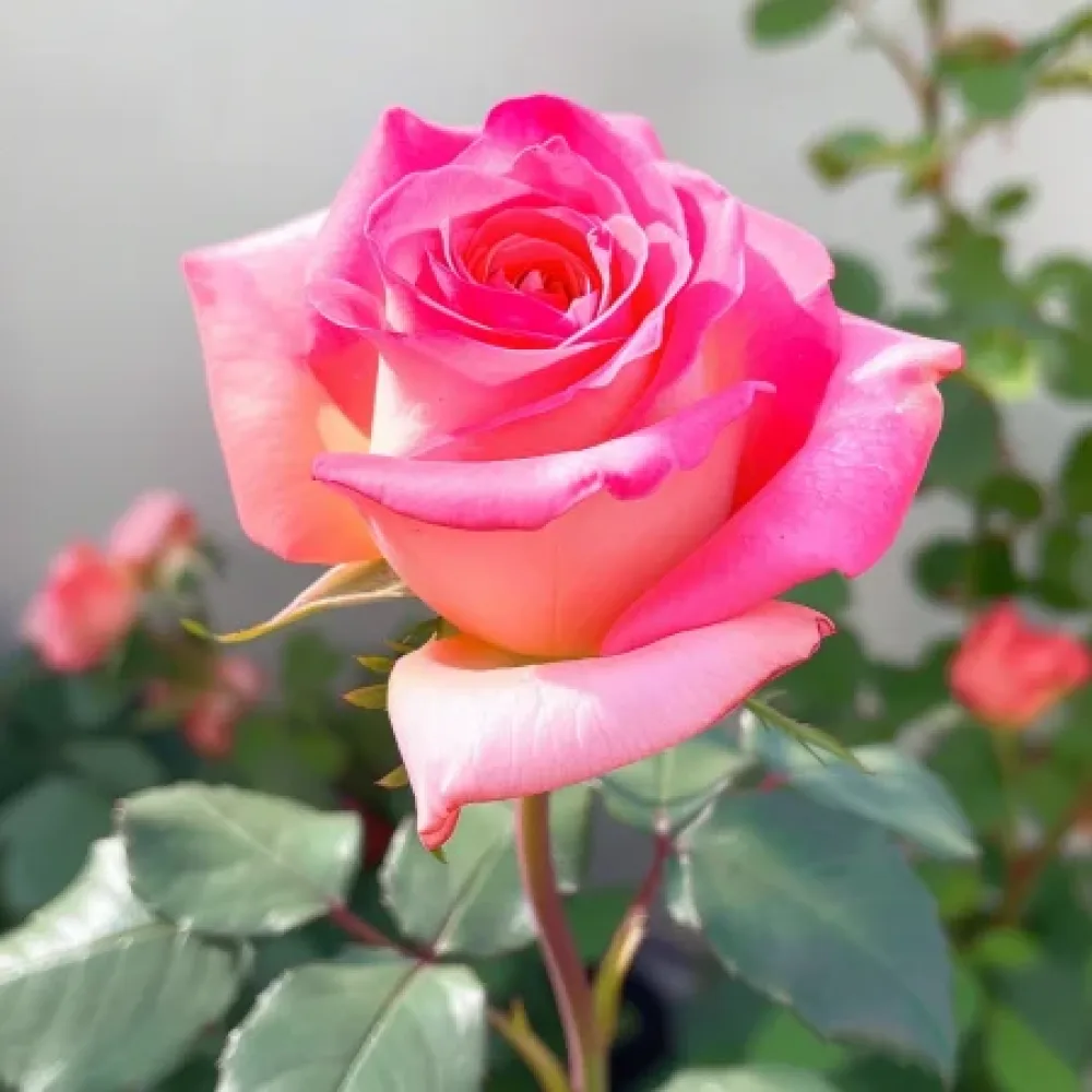 Růže Pink Snowflake – prostokořenná
