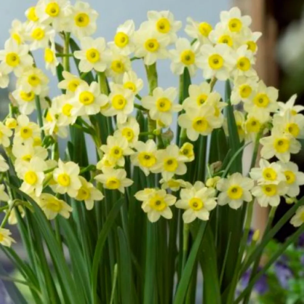 Narcis Minnow (bílý)