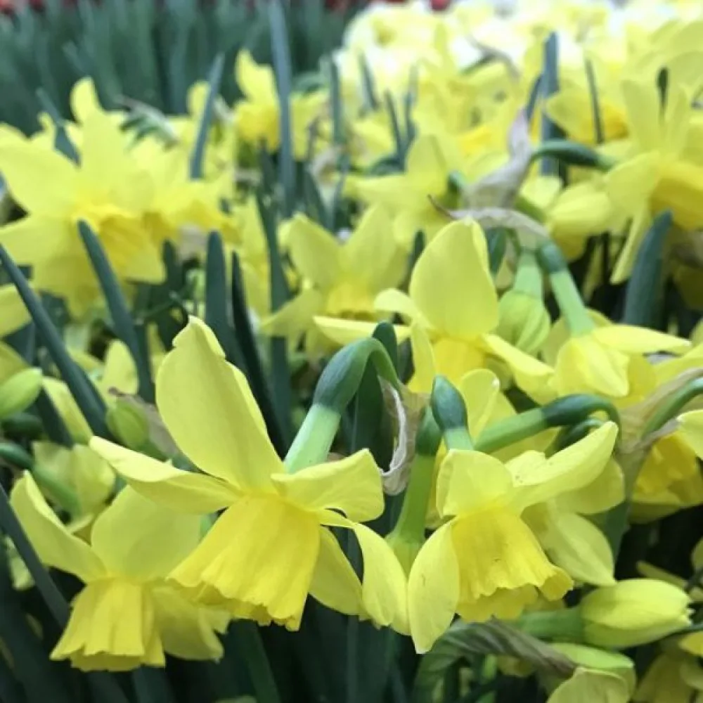 Narcis Yellow Sailboat (žlutý)