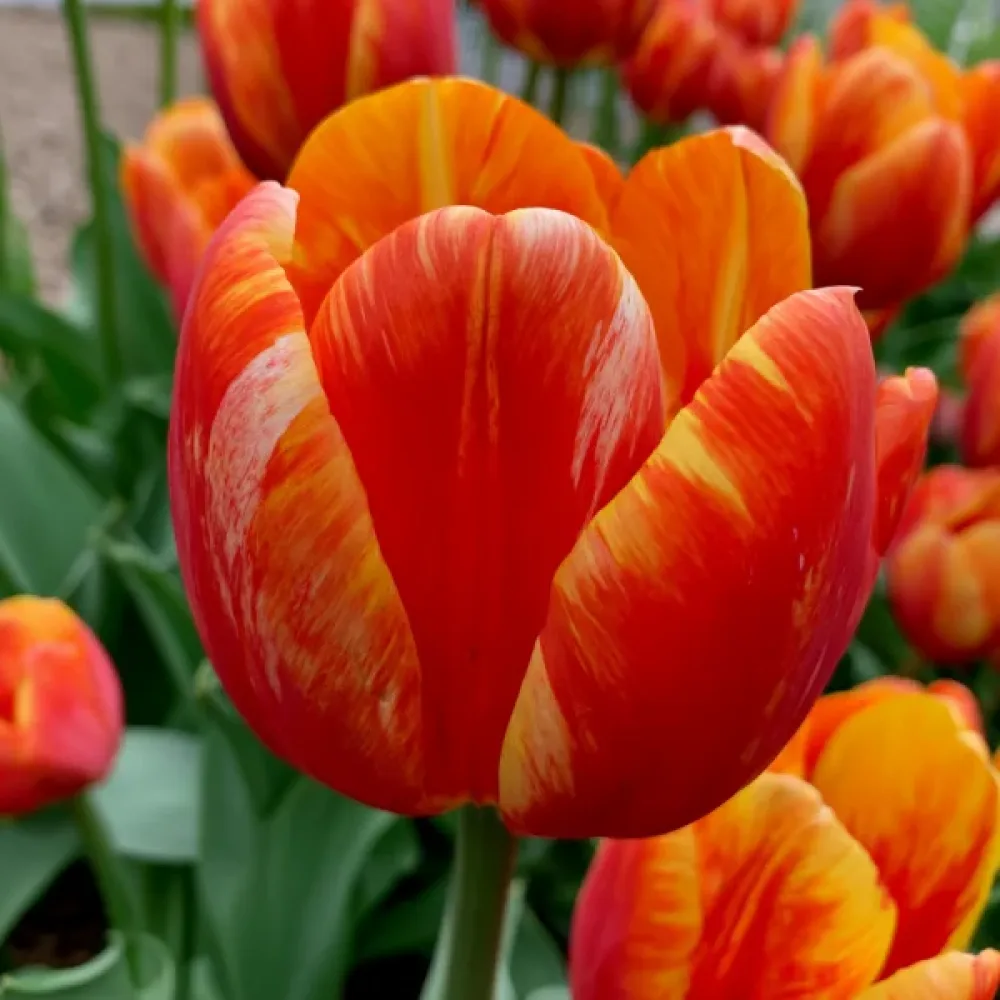 Tulipán Leo (červený)