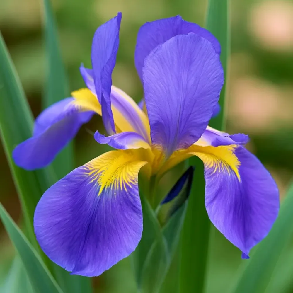 Kosatec Saphire Beauty Hollandica (safírový)