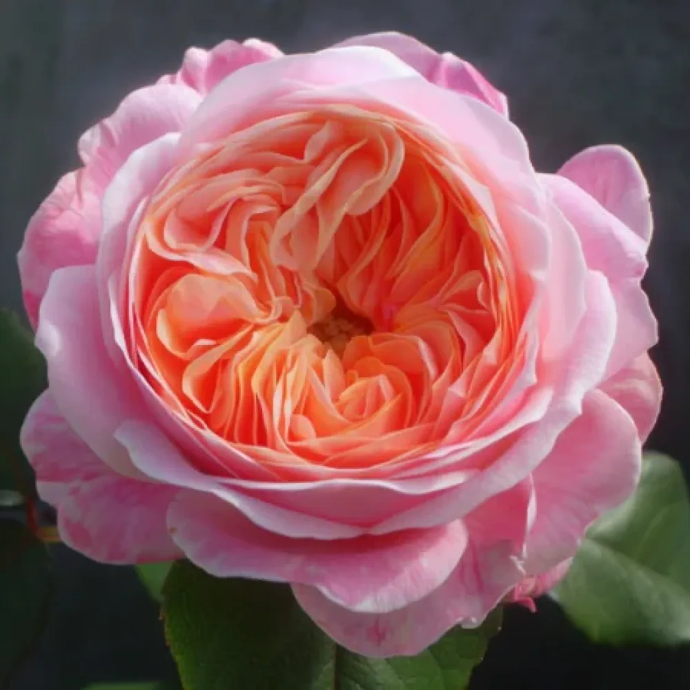 Růže Perlová rosa – prostokořenná