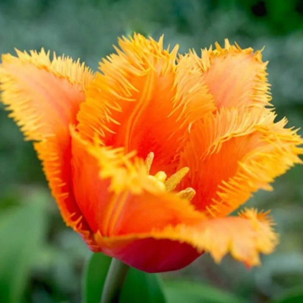 Tulipán Lambada (broskvový)