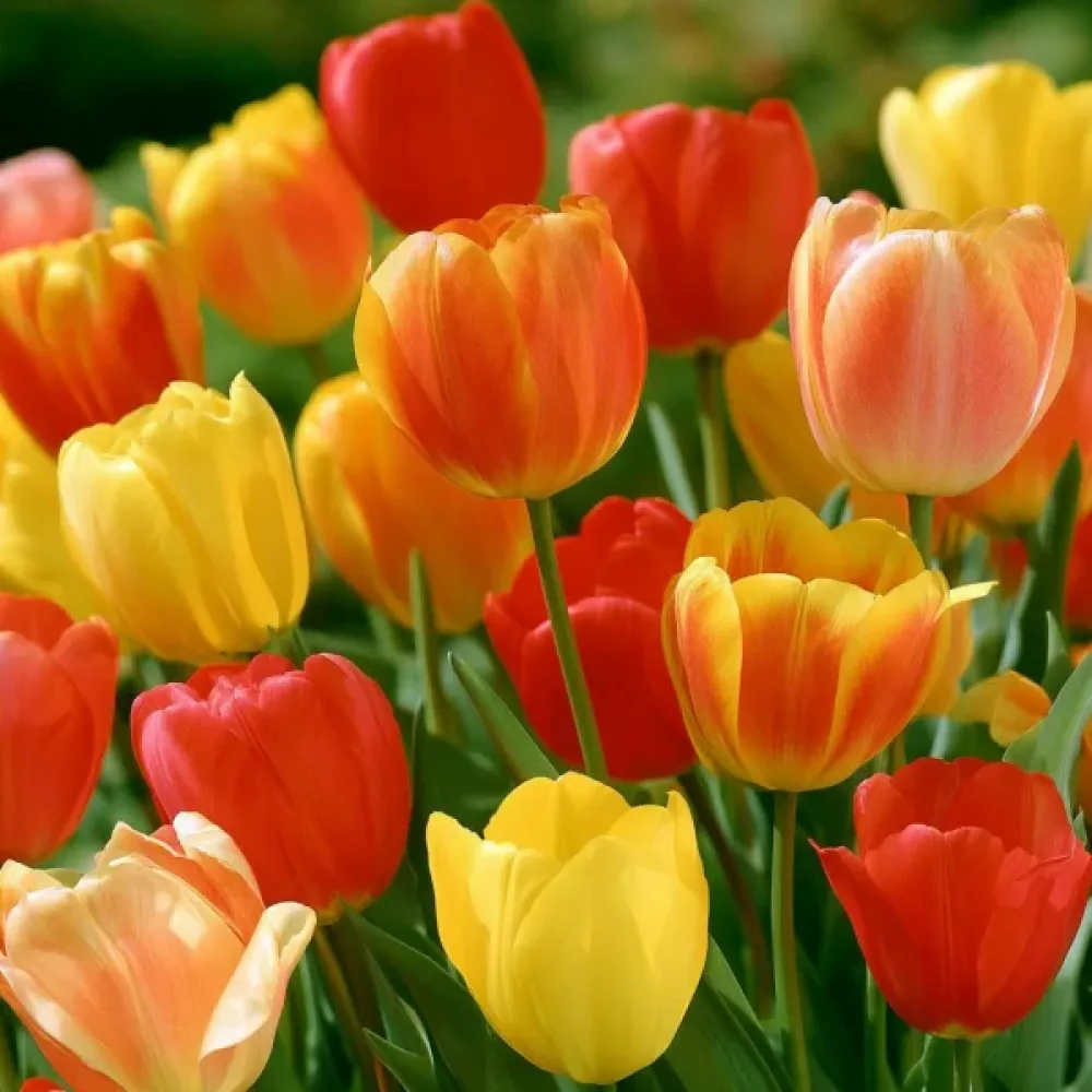 Tulipán Single Late Mixed (pozdní směs)