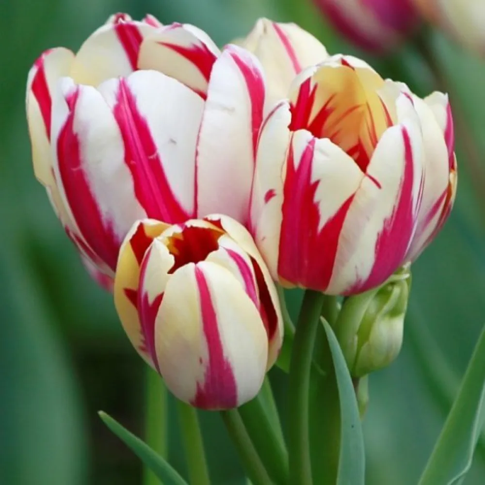 Tulipán Flaming Club