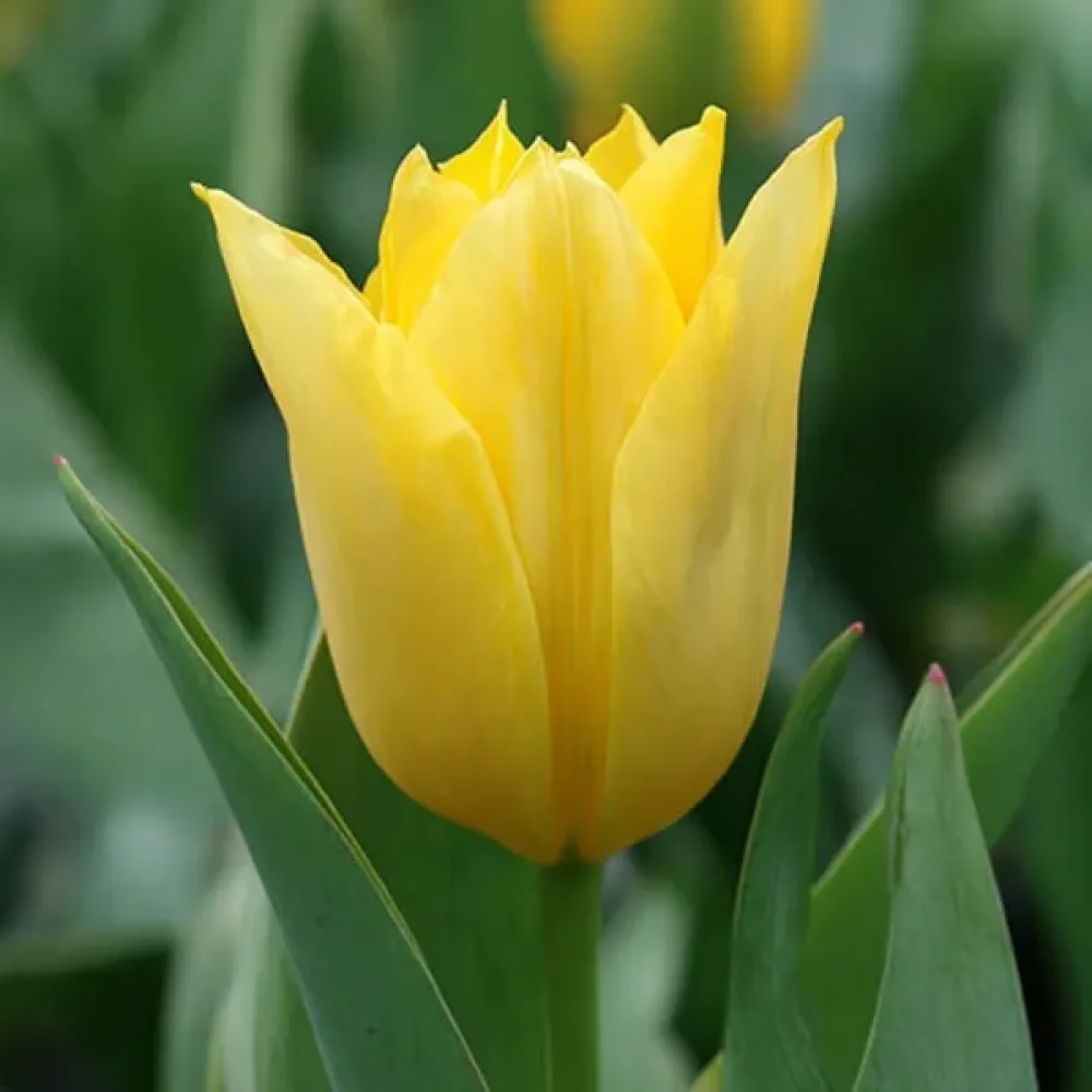 Tulipán Yellow Purissima (žlutý)