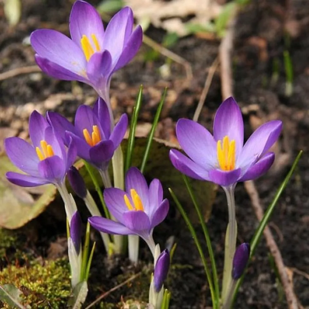 Krokus tommasinianus Whitewell Purple (fialový)