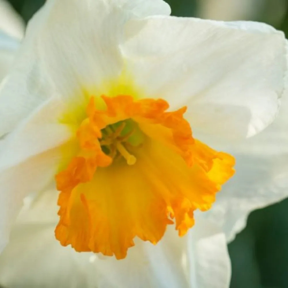Narcis Sempre Avanti