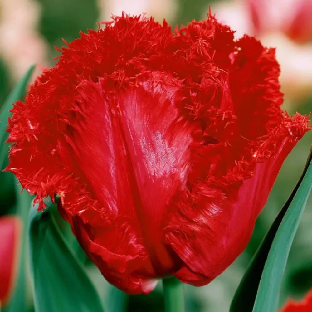 Tulipán Barbados (červený)