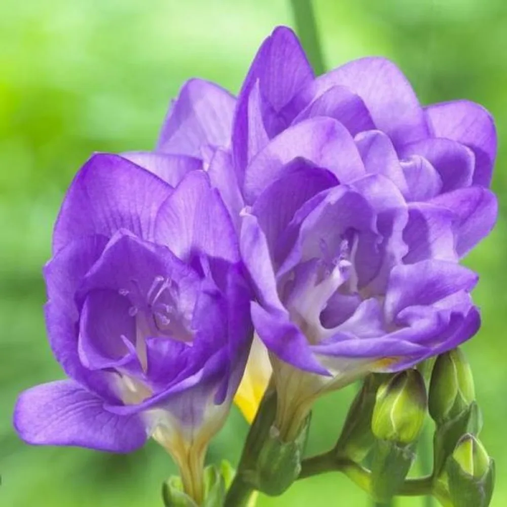 Frézie Double blue (modrá plnokvětá)