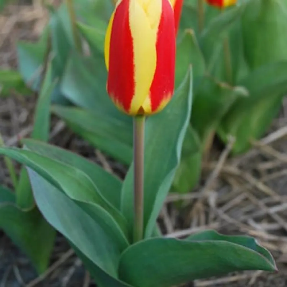 Tulipán Stresa (žlutý)