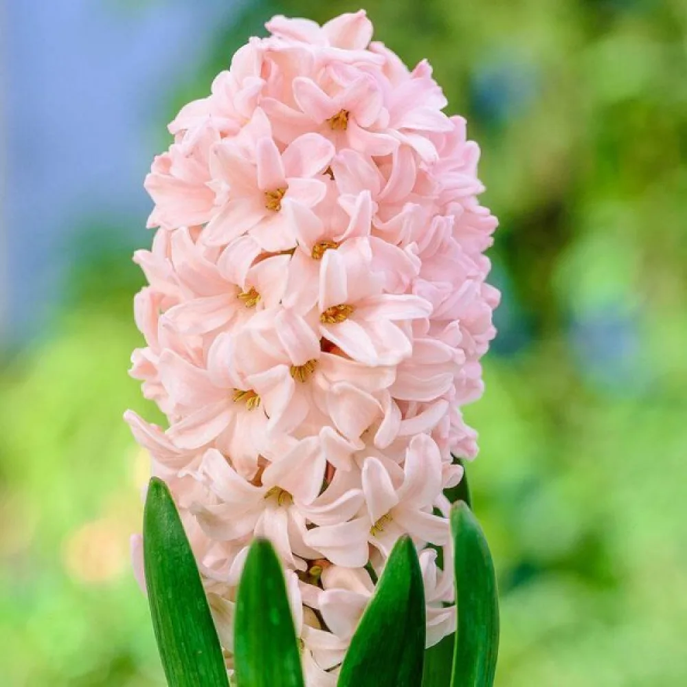 Hyacint Apricot passion (meruňkový)