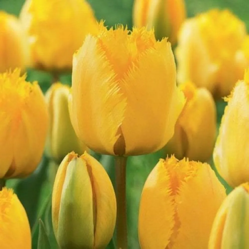 Tulipán Crystal star