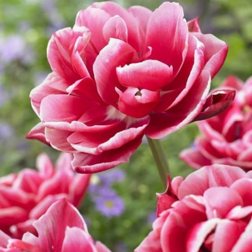 Tulipán Columbus (červený)