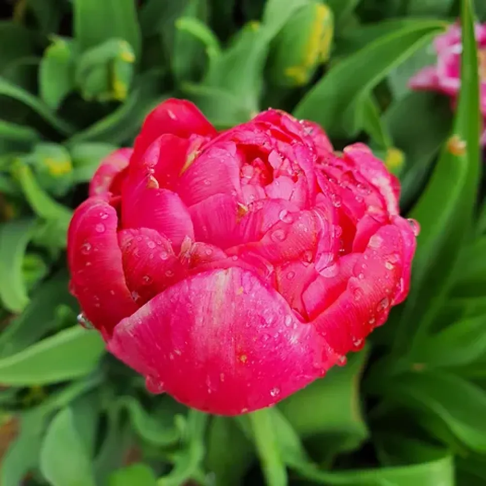 Tulipán Renown Unique (žlutý)