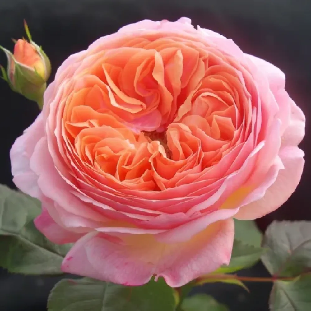 Růže Perlová rosa – prostokořenná