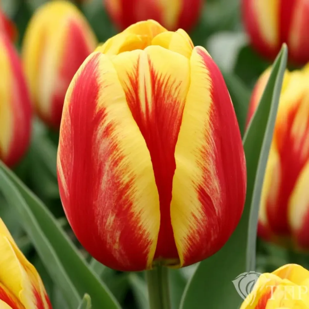Tulipán Washington (dvoubarevný)