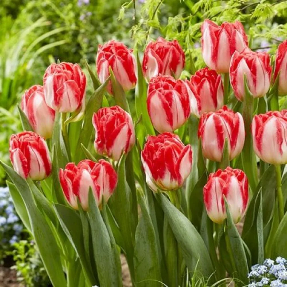 Tulipán Pink Delight (růžový)