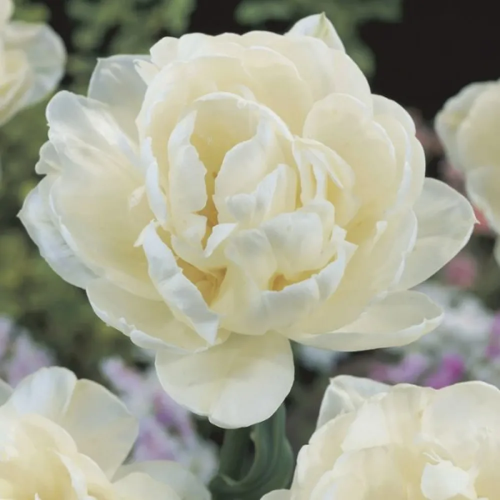 Tulipán Mount Tacoma (bílý)