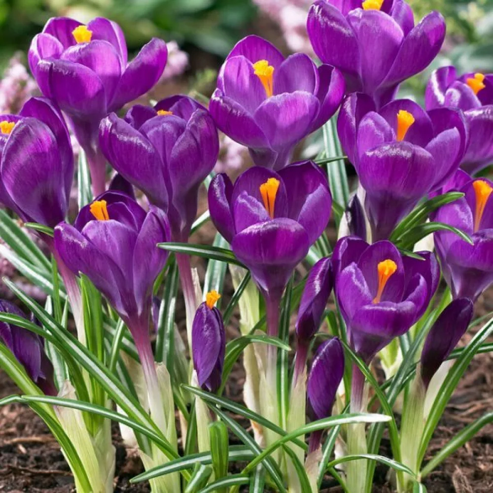 Krokus Flower Record (fialový)