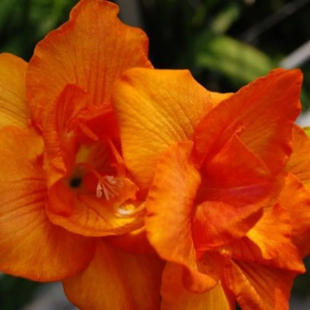 Frézie Double Orange (oranžová)