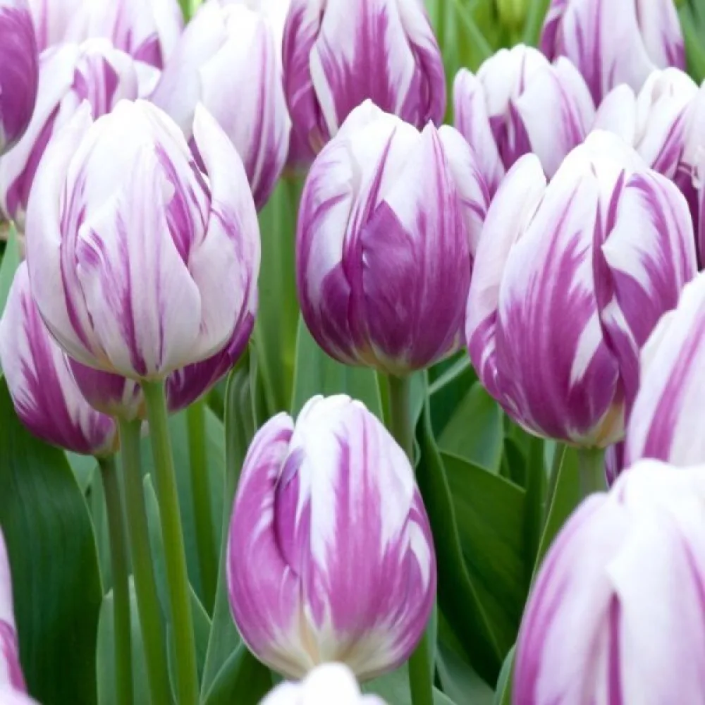 Tulipán Flaming flag