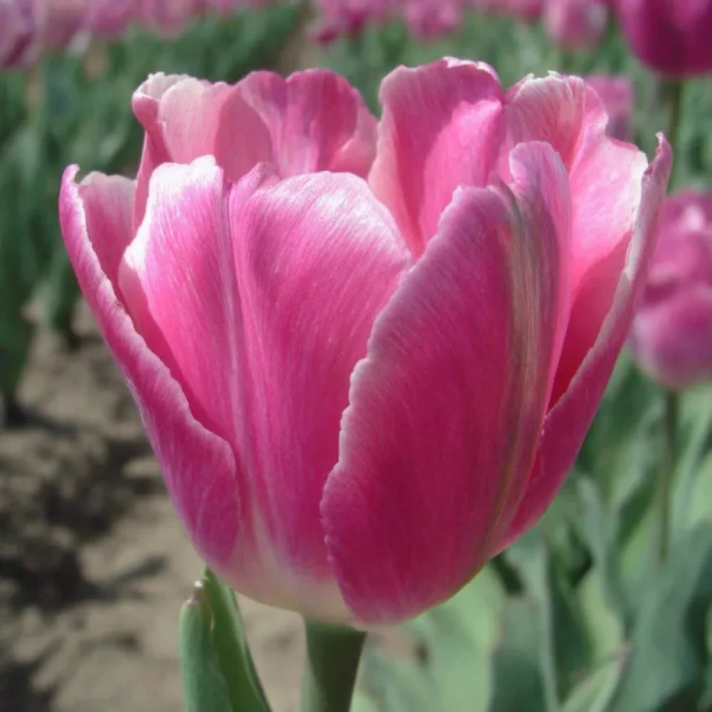 Tulipán Jumbo pink (růžový)