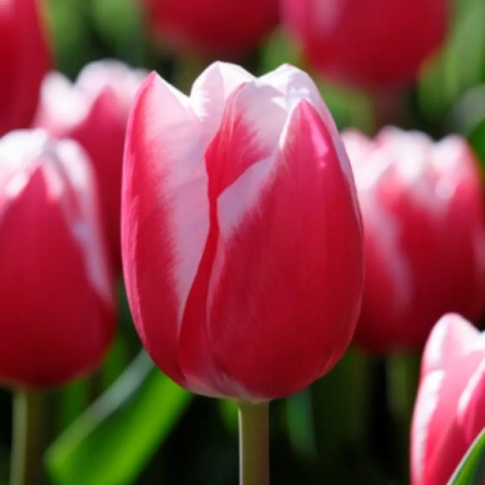 Tulipán Leen Van Der Mark (červenobílý)