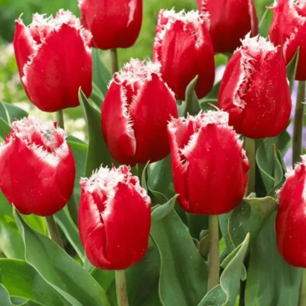 Tulipán NEW SANTA (červený)
