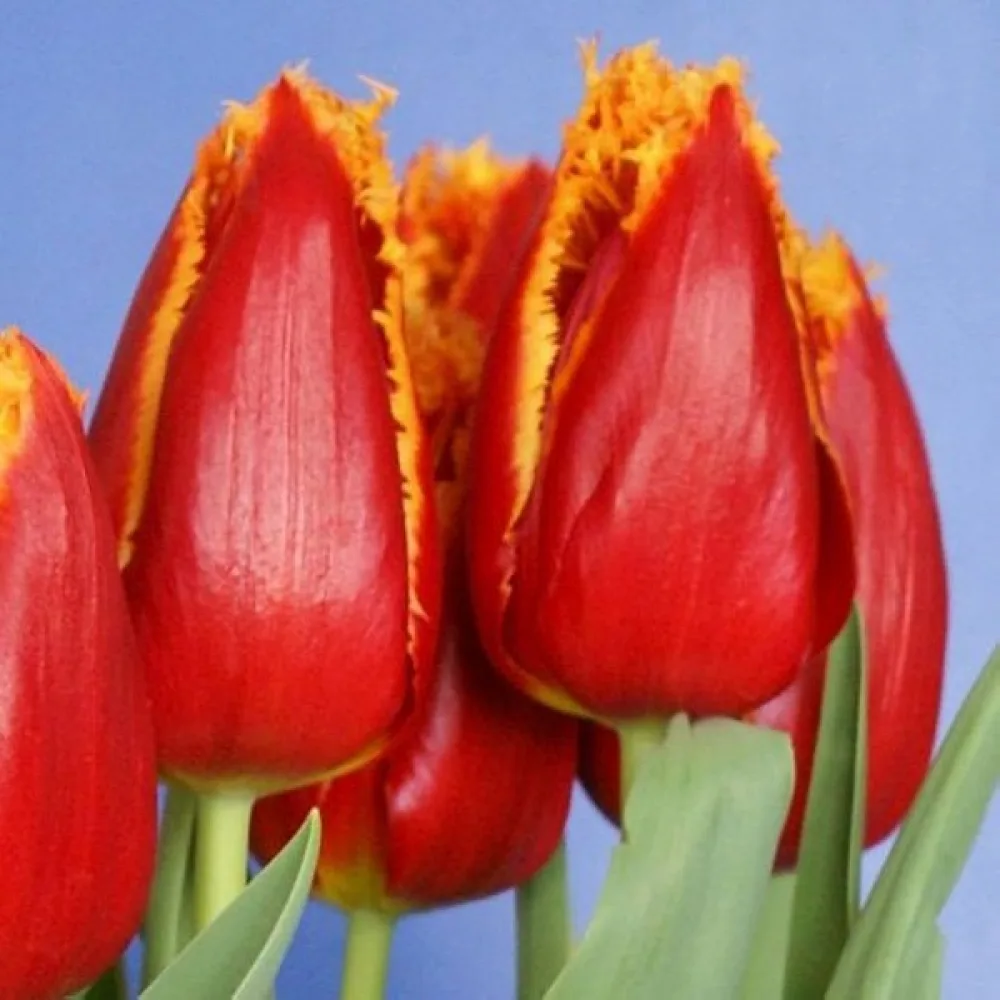 Tulipán Fabio (žlutý)