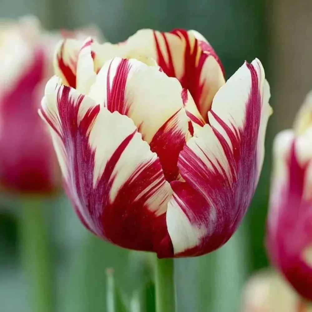 Tulipán Grand Perfection (pestrobarevný)