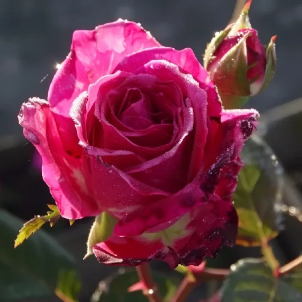 Růže Dancing Petal – prostokořenná