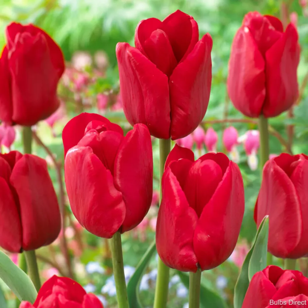 Tulipán Ile de France (zelený)