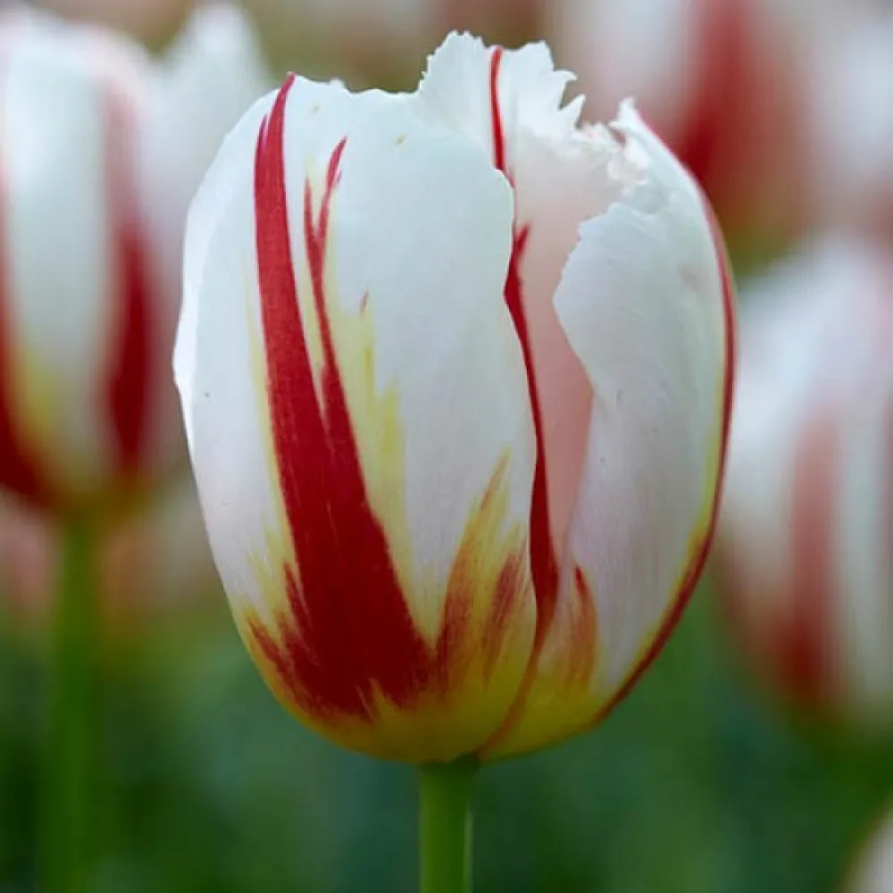 Tulipán Happy generation