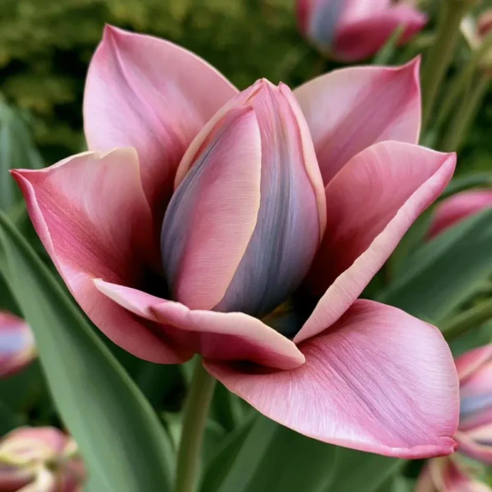 Tulipán Danique (růžový)