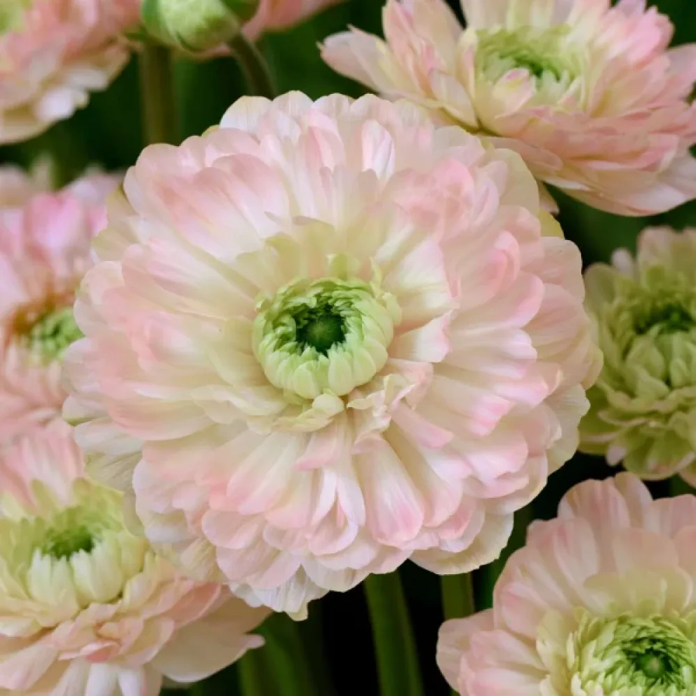 Sasanka Levante Rosa Chiaro Double (růžová)