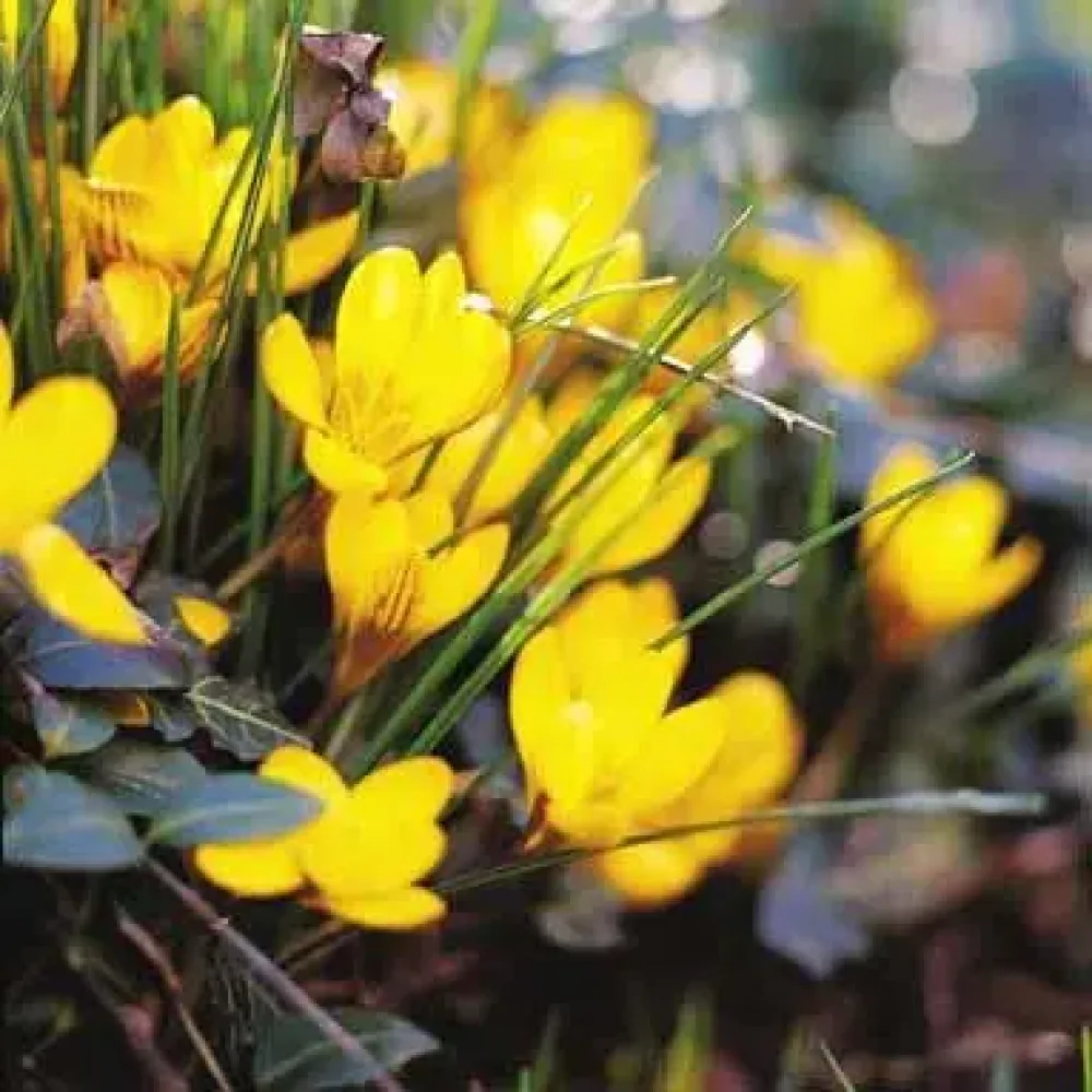 Krokus Korolkowii (žlutý)