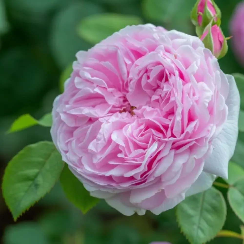 Růže Pink Heart – prostokořenná